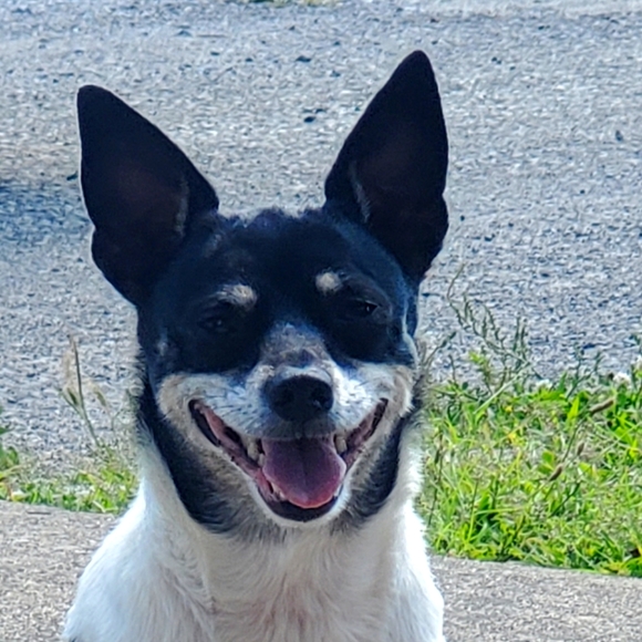 Laughs - Picture 1 of 1